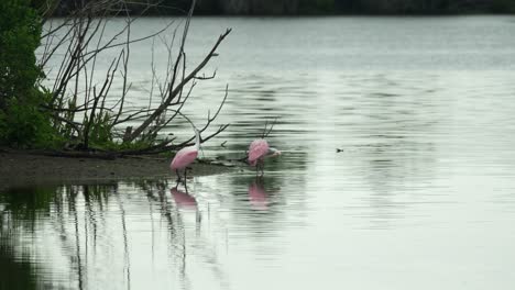 Zwei-Löffler-Waten-In-Ruhigem,-Seichtem-Wasser-In-Ufernähe,-Einer-Fliegt-Davon,-Feuchtgebiete-Von-Florida,-4k-60p