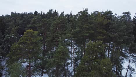 Conifer-woodland-area-with-snowy-ground-in-winter-season,-aerial-drone-view