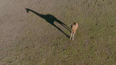 Vista-Aérea-De-Una-Jirafa-Solitaria-Sentada-En-Un-Campo-De-Hierba-Durante-Un-Día-Soleado