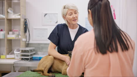 Tierarzt,-Hund-Und-Reife,-Glückliche-Frau-Unterhalten-Sich