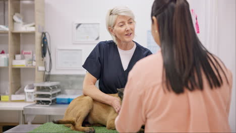 vet, dog and mature happy woman talking