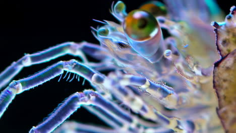 macro view of a translucent bioluminescent marine arthropod
