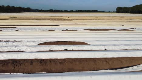 una foto de un dron de un gran campo de espárragos en los países bajos creando interesantes líneas simétricas