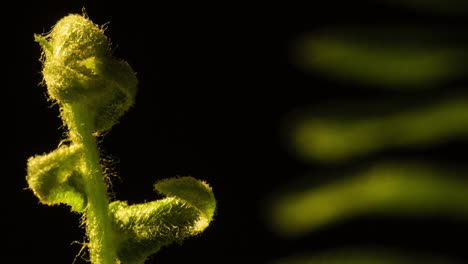 Fern-unfurl-closeup,-macro.--Follow-growth