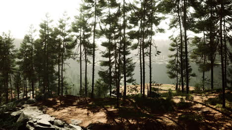 Hermoso-Bosque-Siempreverde-Remoto-En-La-Montaña