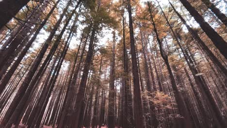 Bosque-De-Secuoyas-En-Nueva-Zelanda