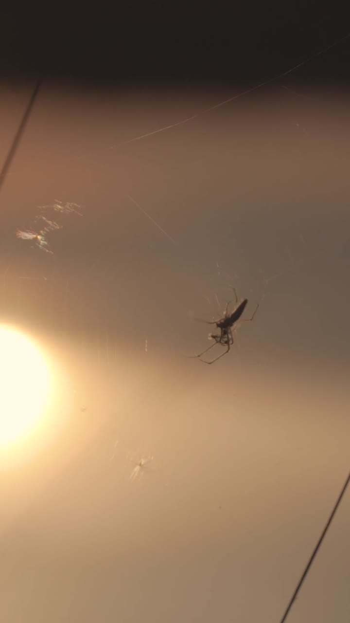 araña en una telaraña durante la puesta del sol