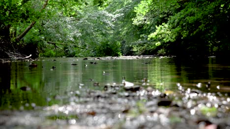 Focus-Push-Vom-Steinigen-Flussufer-Den-Fließenden-Waldfluss-Hinunter