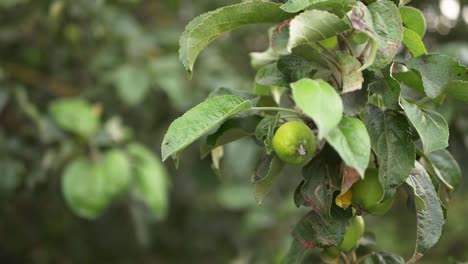 Manzana-Verde-Joven-Madurando-En-La-Rama-De-Un-árbol-Tiro-Medio