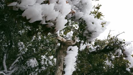 Formaciones-De-Hielo-Horizontales-Formadas-En-El-Lado-Oeste-De-Las-Palmeras-En-Las-Montañas-De-California