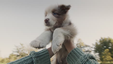 the owner is playing with a cute puppy - circling him in his arms