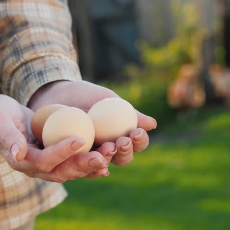 the hands of a farmer with several chicken eggs chickens graze on the back of the grass