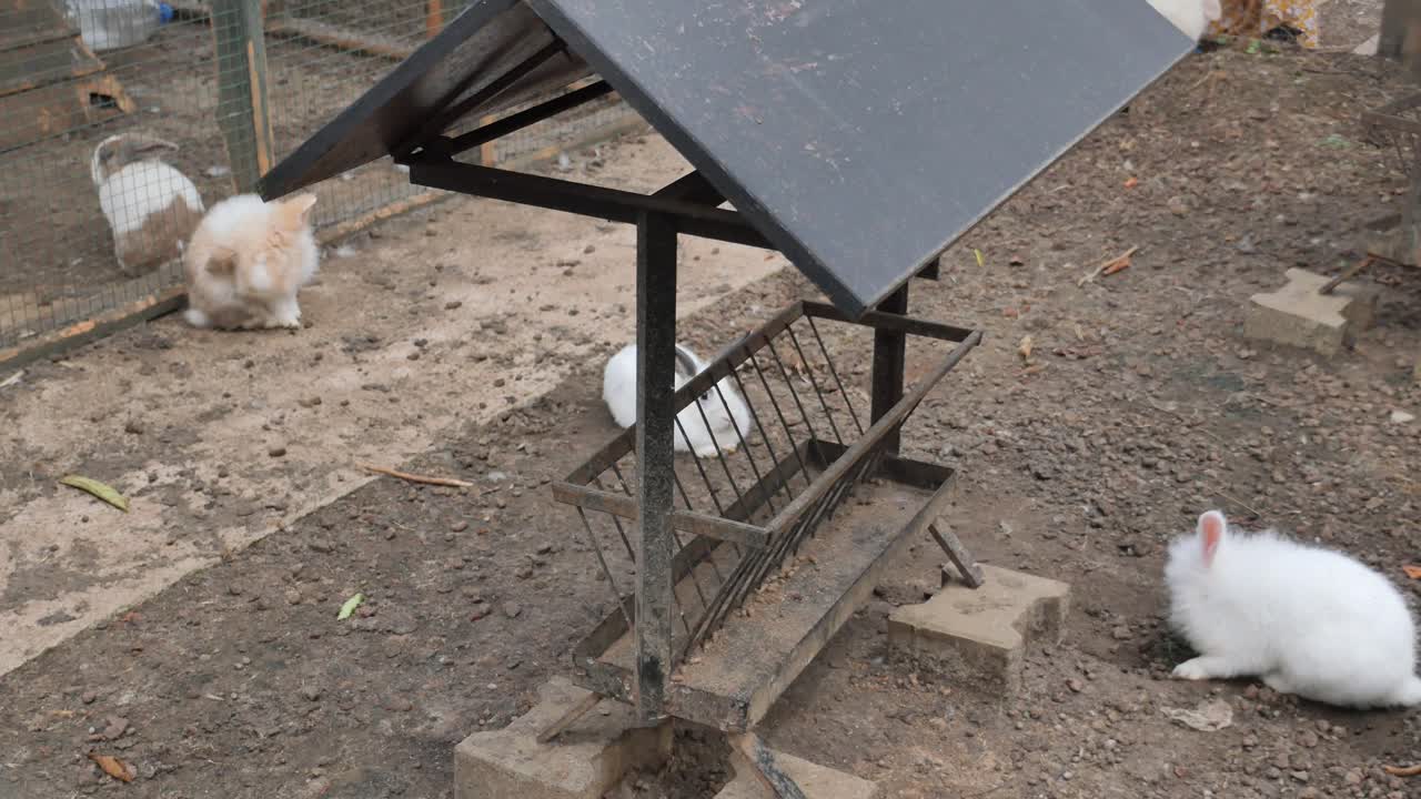 케이지 에 있는  토끼 들