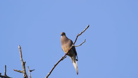 Una-Paloma-De-Luto-Beige-Encaramada-En-La-Copa-De-Un-árbol-Sin-Hojas-Contra-Un-Fondo-De-Cielo-Azul