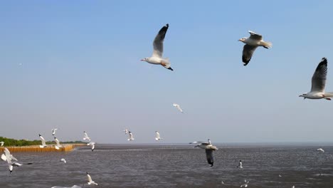 4k de gaviotas dando vueltas por encima del bosque de manglares en bang pu samut prakan, tailandia