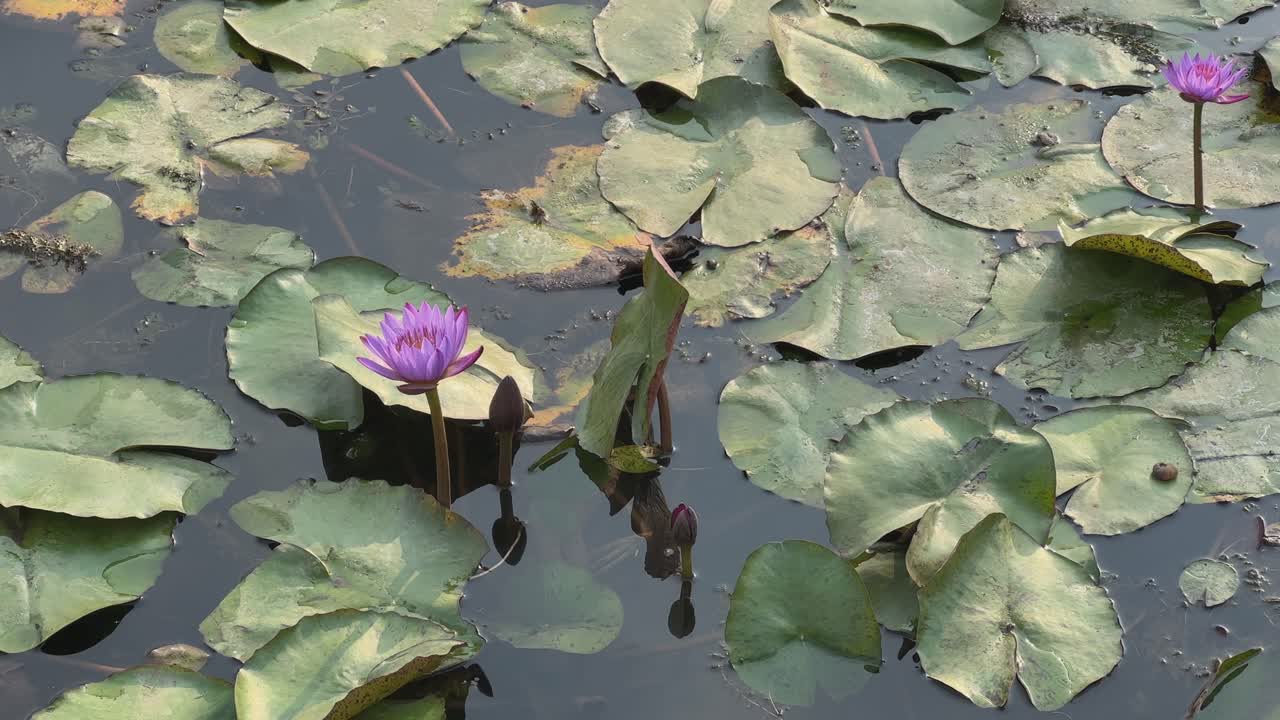 closeup shot of Beautiful purple Water Lily in the pond