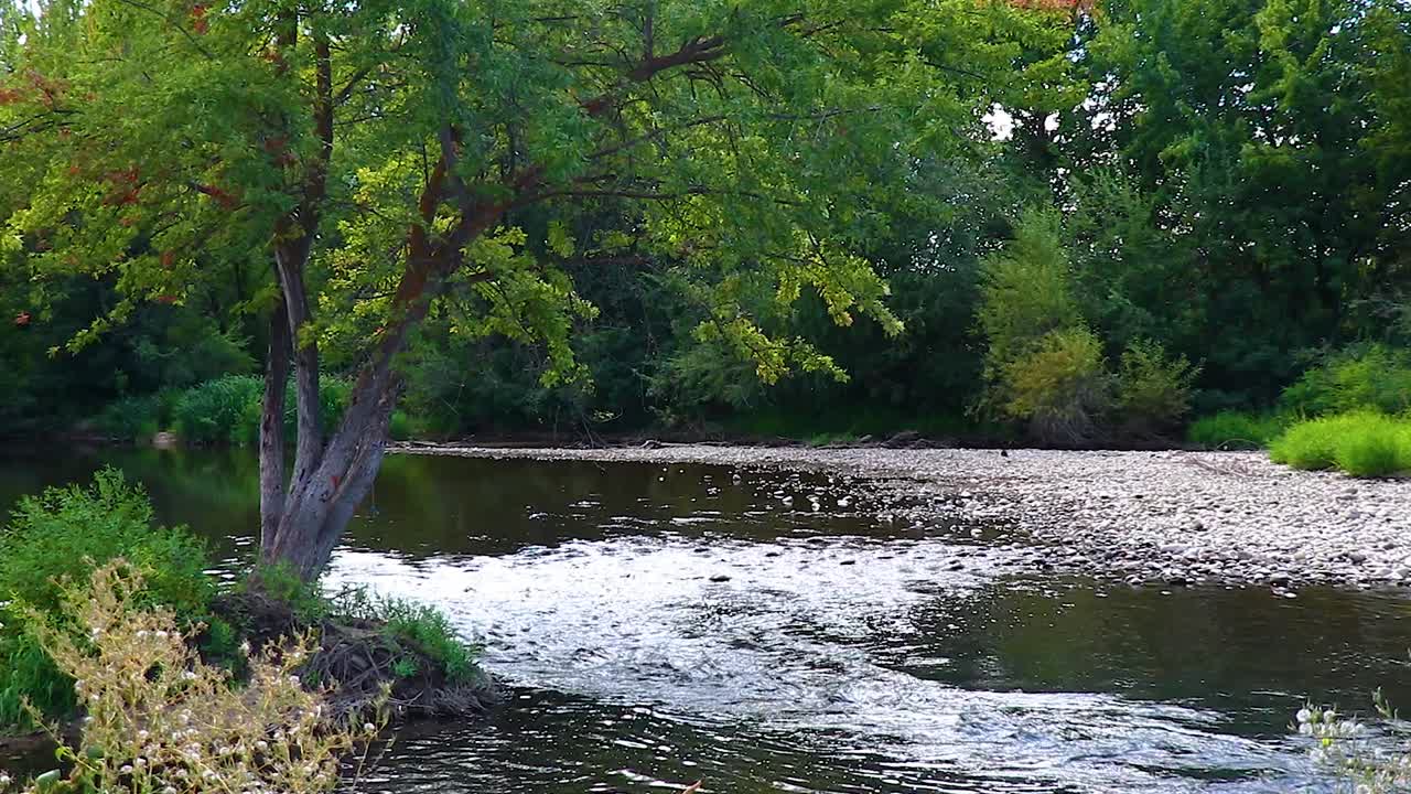 Un fiume che scorre attraverso la foresta sulla Green Belt di Boise, Idaho. Video di 10 secondi