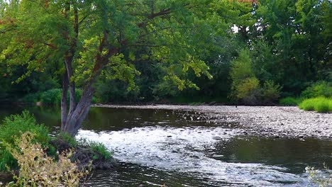 a river flowing through the forest on the boise idaho green belt 10 second video.