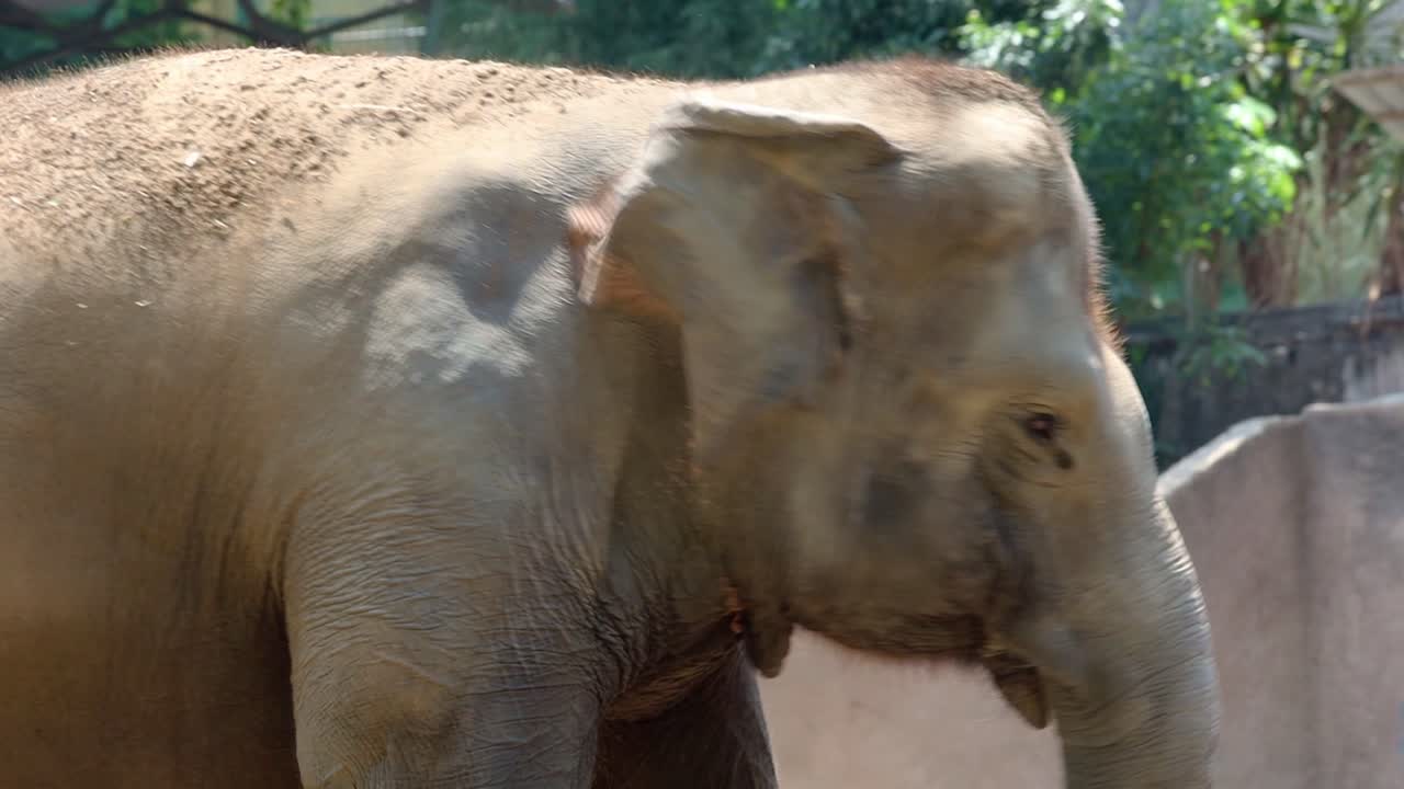 elefante en el zoológico