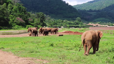 elephant walking around a field with many elephants eating in the background