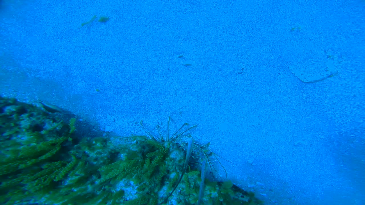 First person shot of a scuba diver having trouble losing a lobster in HD 1080p 23.98p