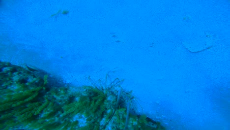 first person shot of a scuba diver having trouble losing a lobster in hd 1080p 23.98p