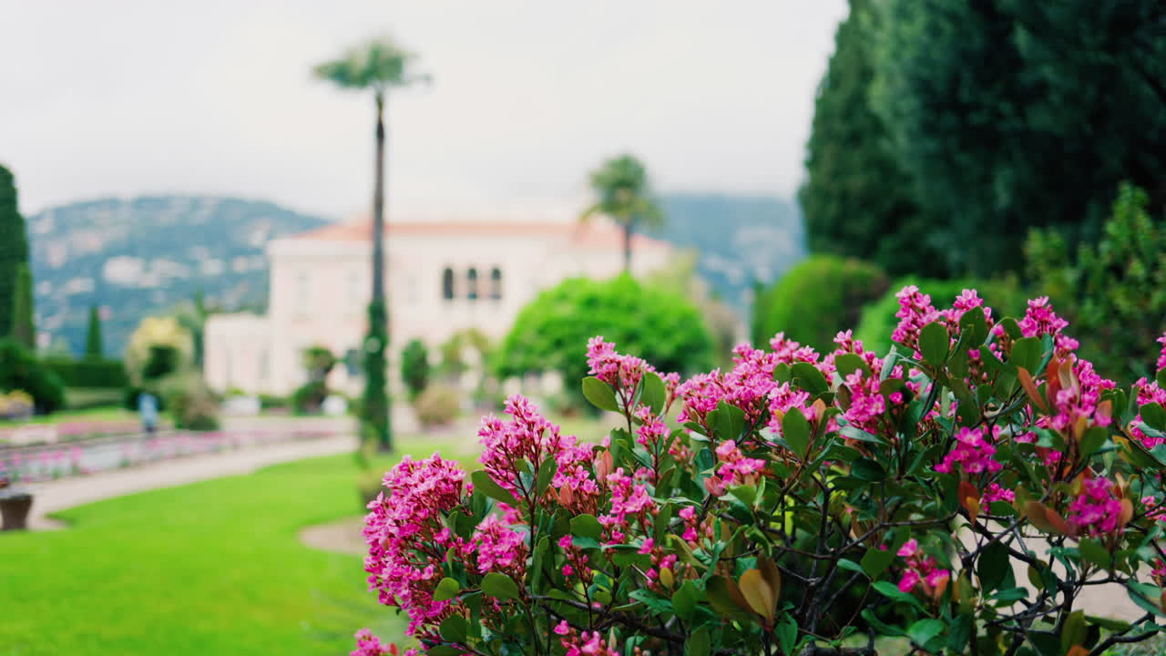Close up of a bush of small pink flowers in the courtyard of Villa Ephrussi de Rothschild with a blurred view on the background