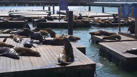 Seelöwen-Jagen-Einander-über-Schwimmdocks-Am-Pier-39-In-San-Francisco