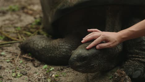 Statische-Aufnahme-Einer-Alten,-Hundertjährigen-Tropischen-Schildkröte,-Die-Sich-Ausruht