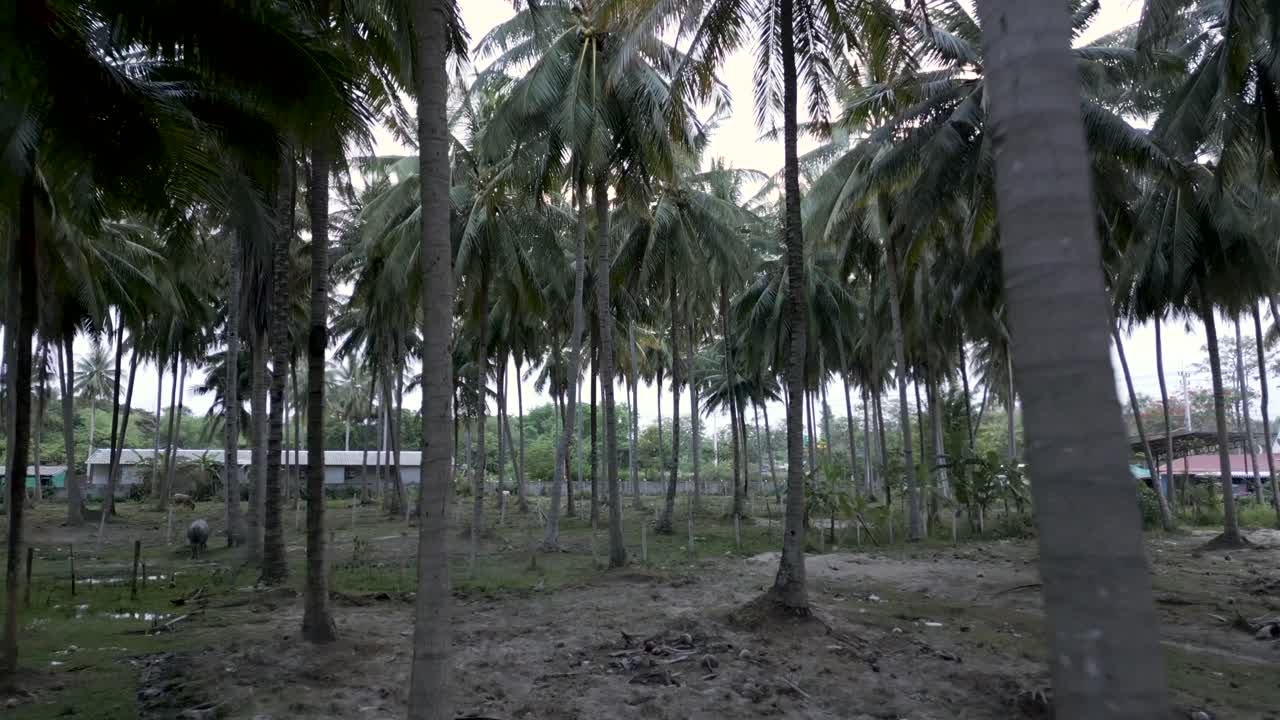 A series of views through a tropical coconut palm grove, showing lush vegetation and some distant rural structures, with one image featuring a water buffalo