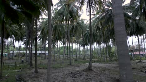 a series of views through a tropical coconut palm grove, showing lush vegetation and some distant rural structures, with one image featuring a water buffalo