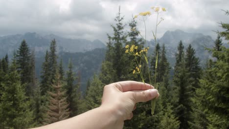 girl hand holding st john's wort in front of trees and mountains