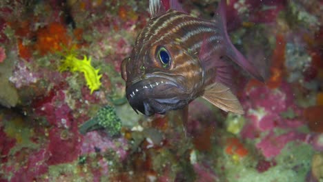 face shot of a tiger cardinalfish brooding eggs in it's mouth