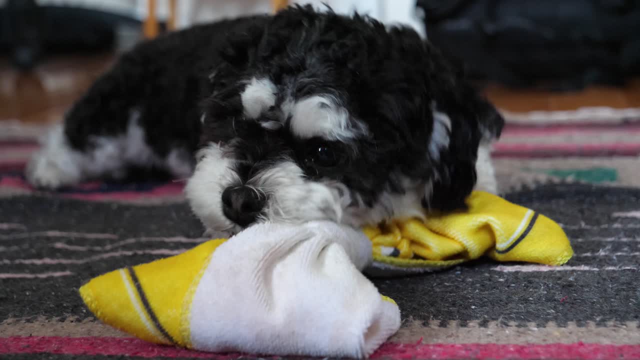 Cute Little Dog Playing with Towel Toy - Shorkie Yorkie Shih-Tzu Mixed Breed
