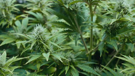 planta de cannabis