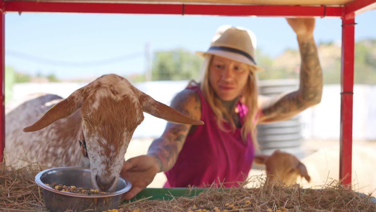 Cabra comiendo comida de un cuenco en una granja soleada al aire libre