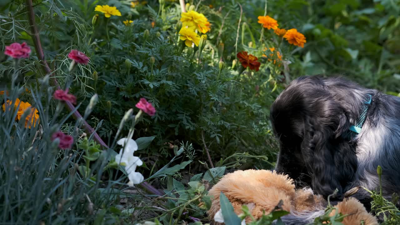 lindo cachorro spaniel juguetonamente muerde flores de colores en el jardín, enfoque suave fijo