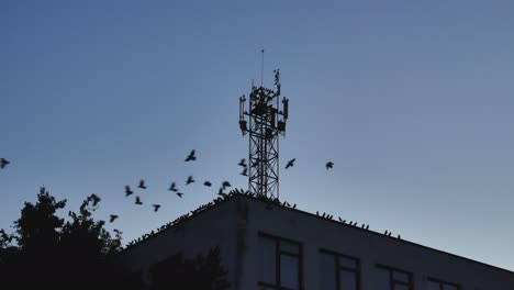 scared birds fly from the roof of the building and metal surveys and communication tower late in the evening