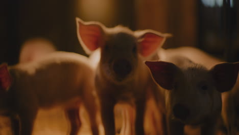 piglets in a pen at night