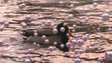 células de covid-19 contra patos nadando en un lago