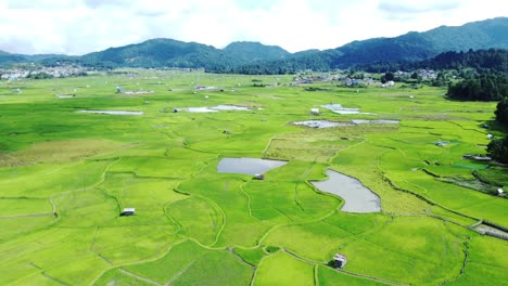 aerial view shot of paddy field in arunachal pradesh