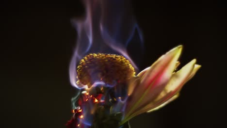 un pequeño racimo de flores giratorias se enciende y se quema