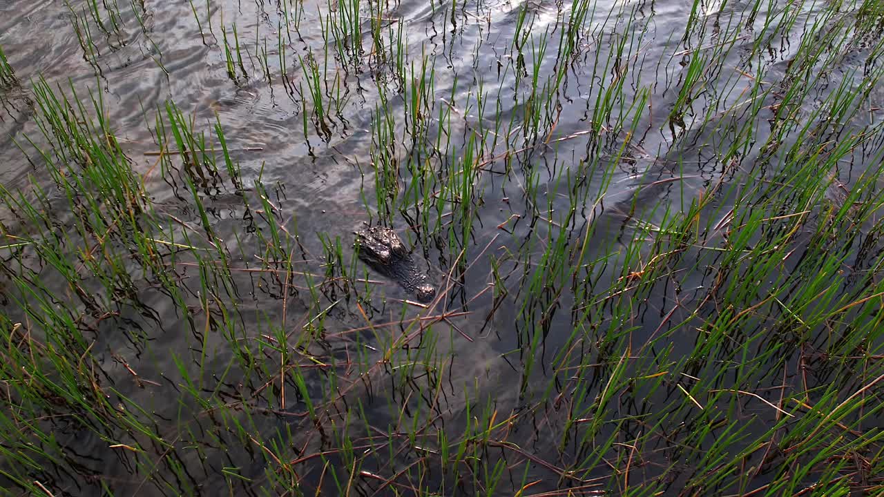 alligator head hiding in swamp tilt up to reveal sunny scene