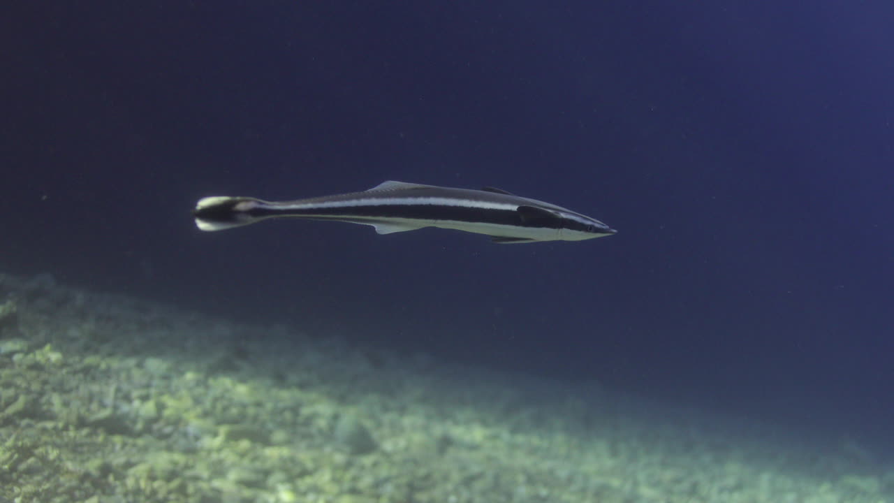 Remora Fish Swimming in the Ocean