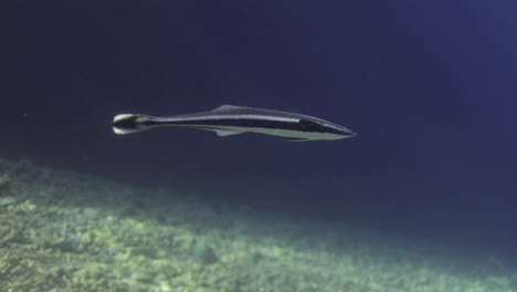 remora fish swimming in the ocean