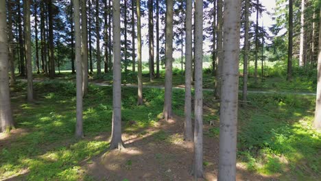 Fliegen-Sie-Durch-Den-Fichtenwald-Und-über-Die-Straße,-Die-Durch-Den-Wald-Führt