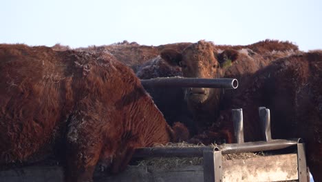 Ganado-Comiendo-De-Un-Alimentador-De-Heno-En-Cámara-Lenta-En-Canadá