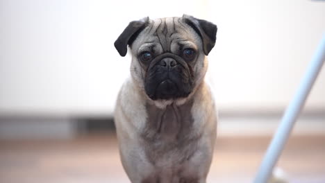 Fawn-pug-dog-wide-shot-in-kitchen