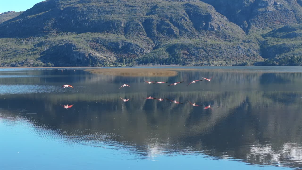 Wild flamingos flying low over lake surface with reflection and mountain background