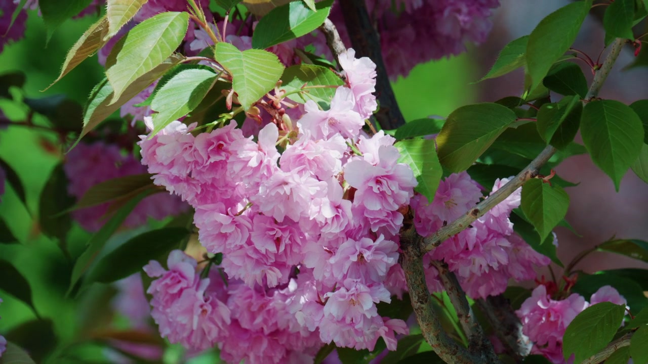 Close up of vibrant pink blossoms on a tree branch in full bloom